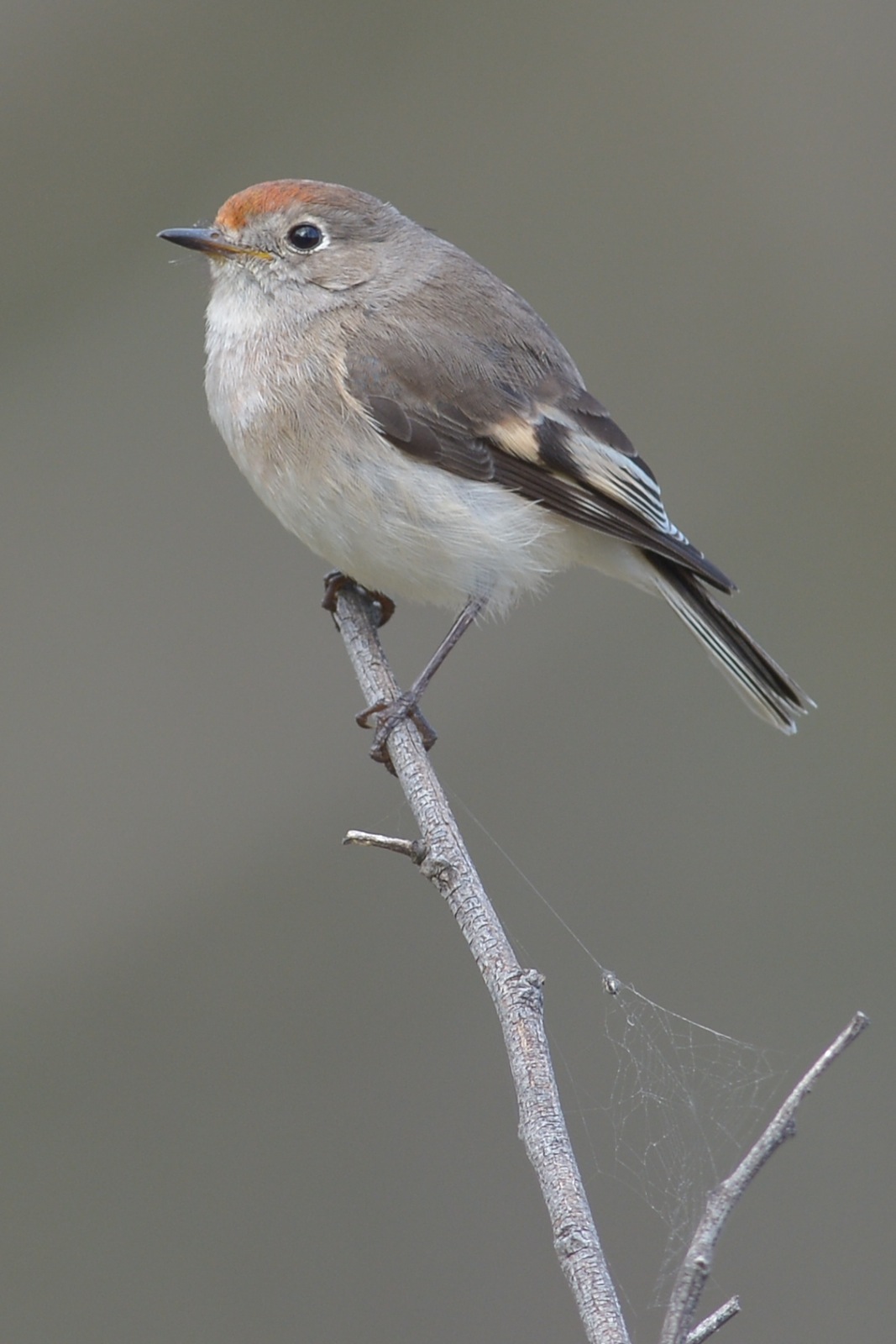 I'm hoping this lovely lass will begin to accept me and we can get some interesting pictures   She reminds me so much of  my old friend Primrose with her wonderful buff dusting on the chest. 