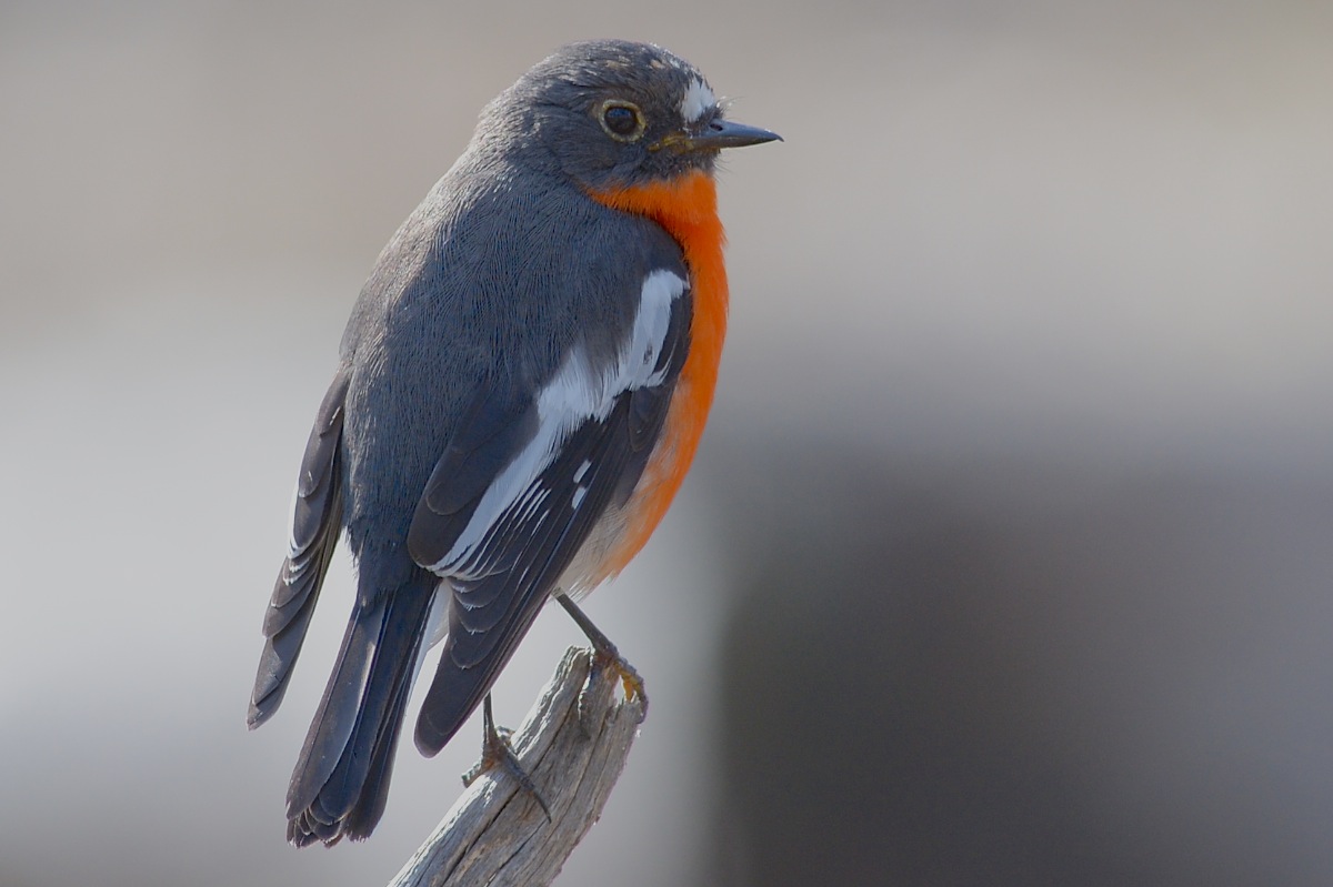 This male has an unusual eye ring, and I'm wondering it it might be a young male still moulting in. 