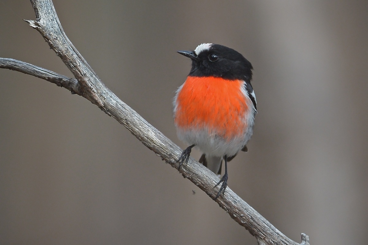 One of several pairs of Scarlets we encountered 