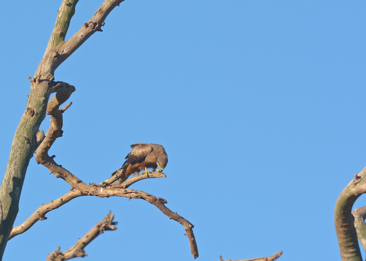 Female finishing a meal on the change over tree 