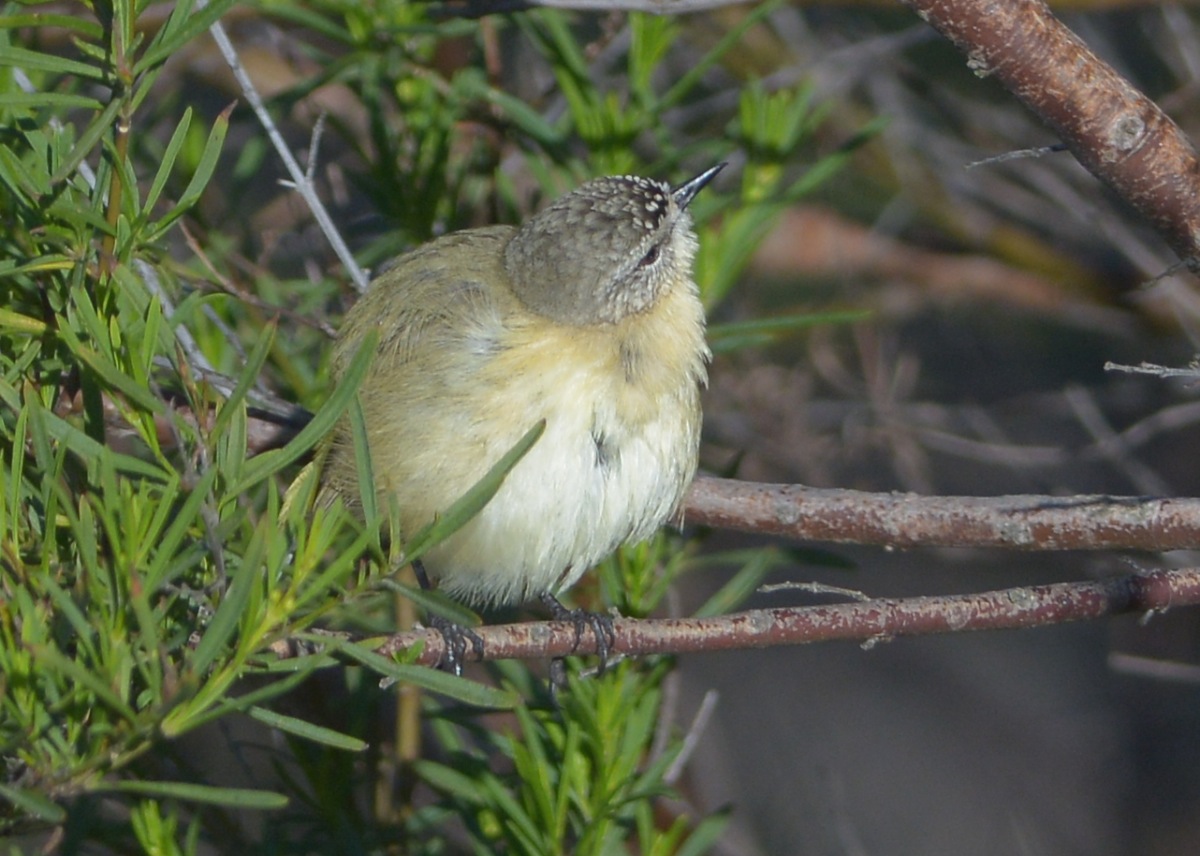 Yellow-rumped Thornbill at bathing duties, preening in the early morning sunshine.