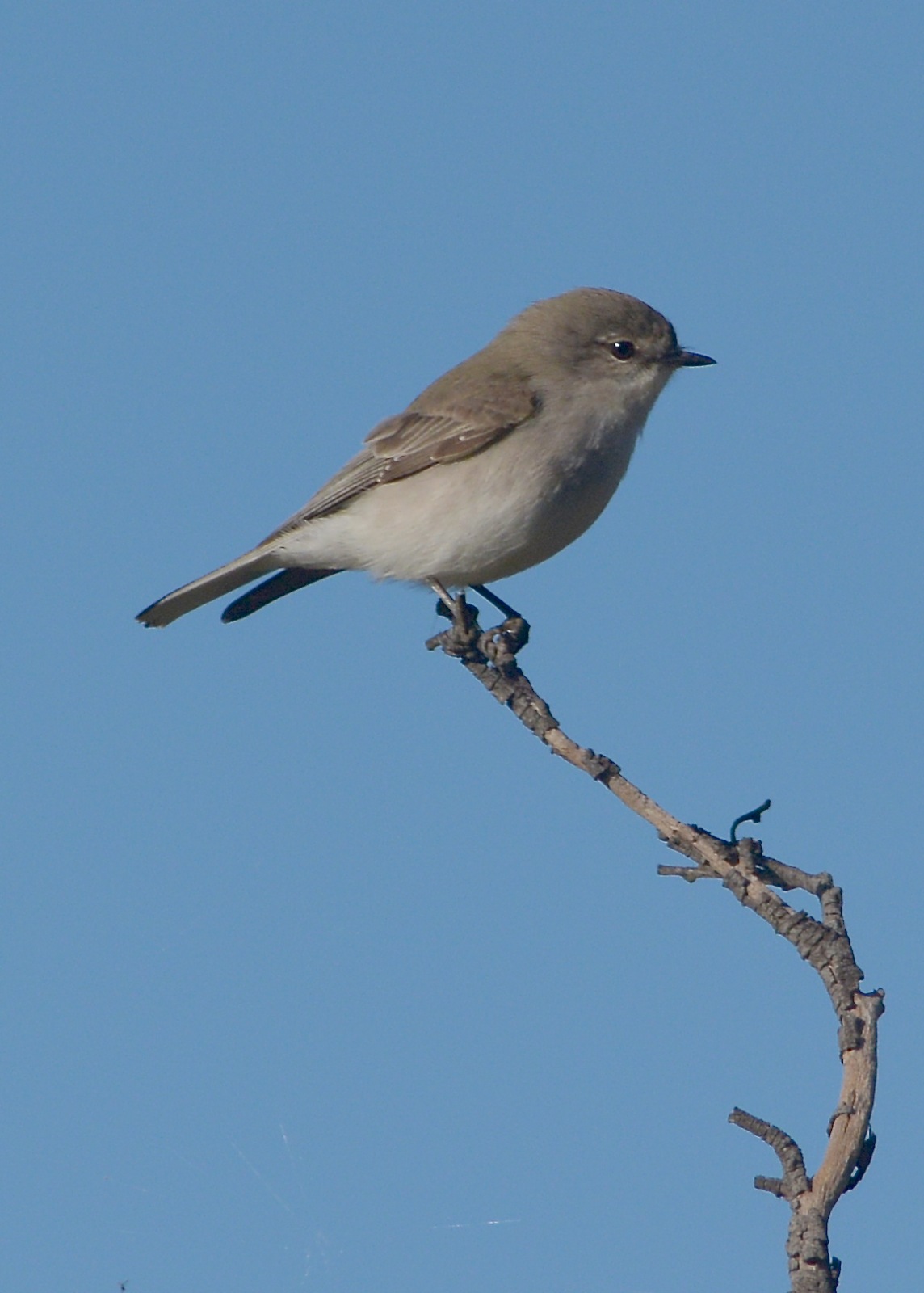 Jacky Winter always a favourite find for me. 