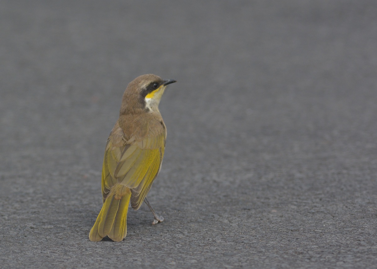 "See, I own this carpark"