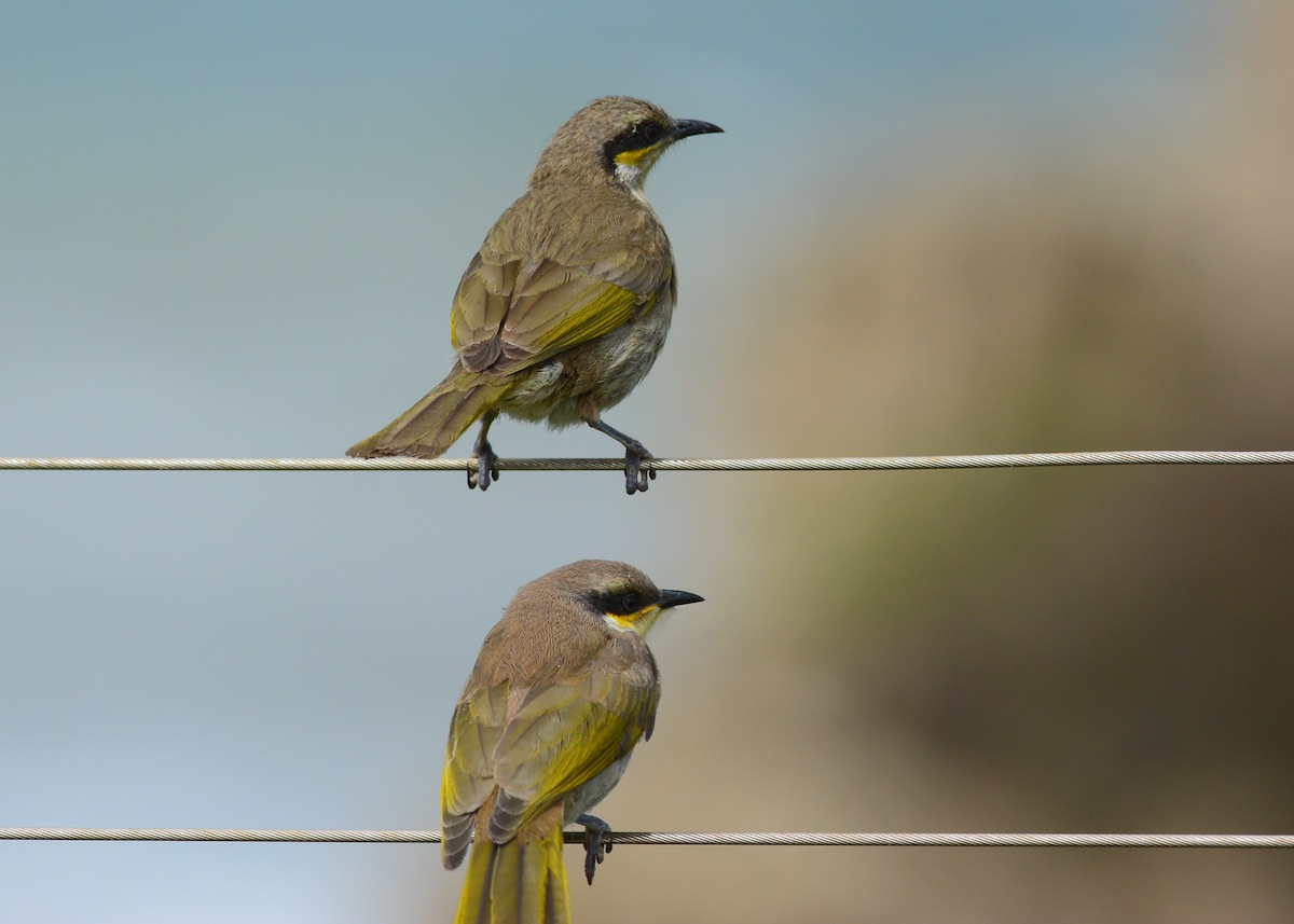 No, I didn't move the camera, they were sitting in line 