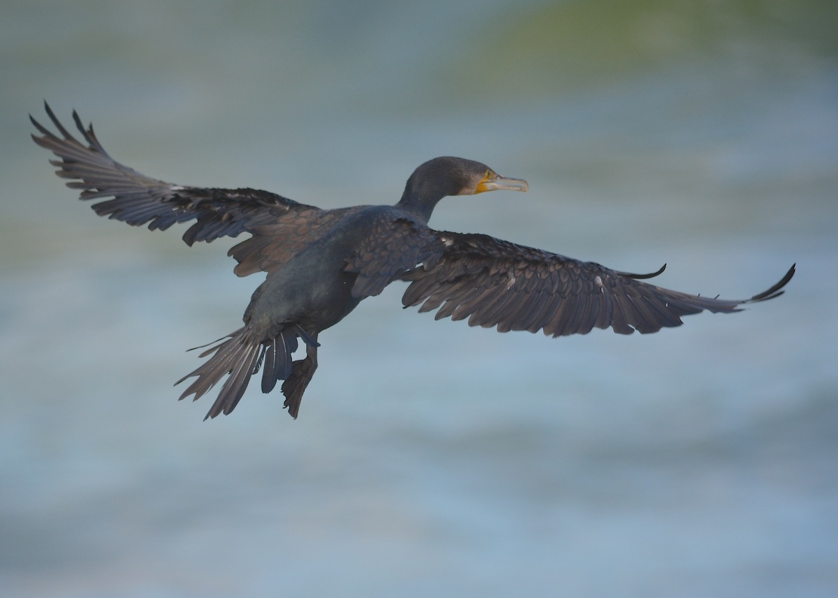 Black Cormorant with every feather working hard to control landing in the stiff breeze 