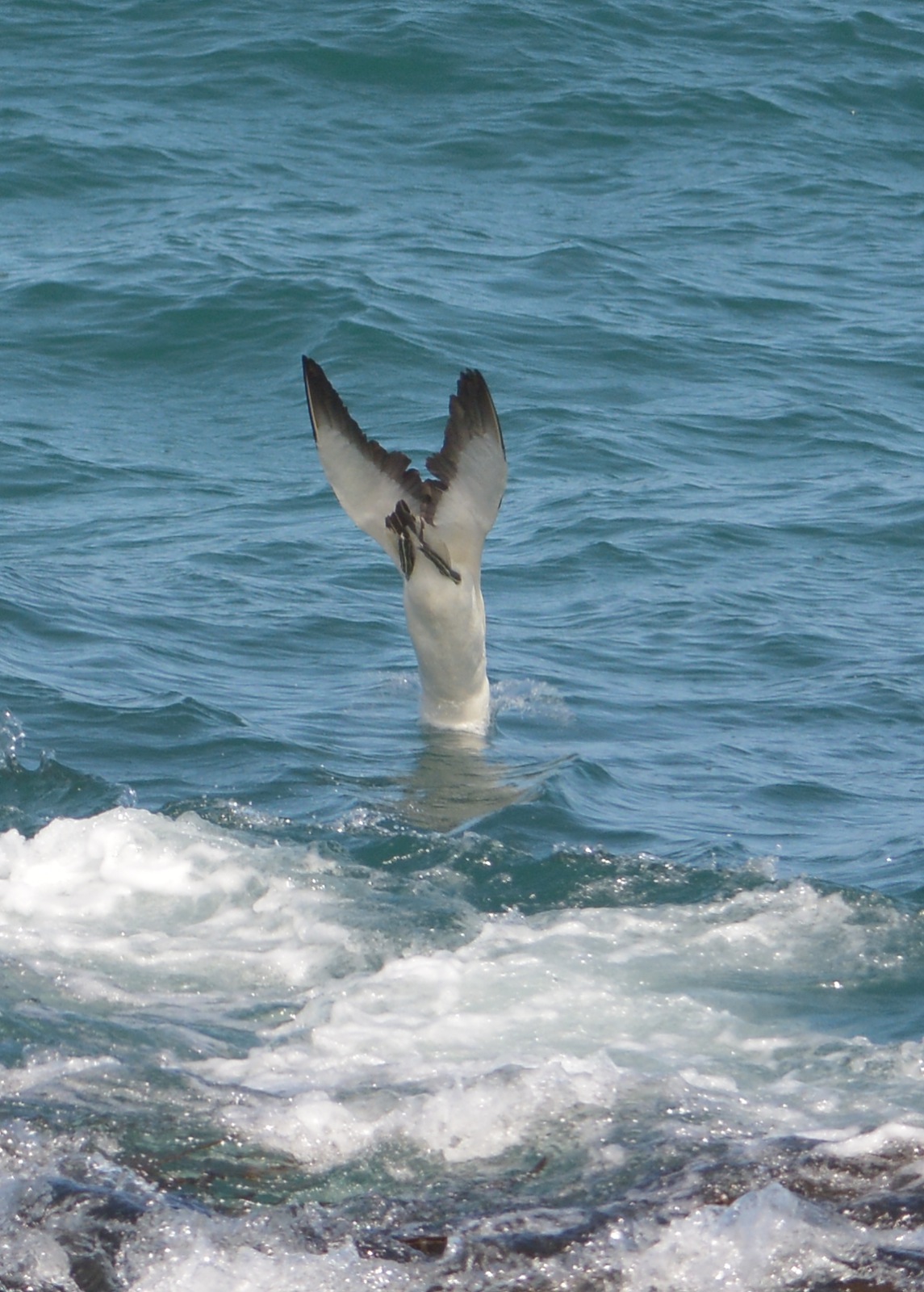 Dive, dive, dive.  Gannet at impact