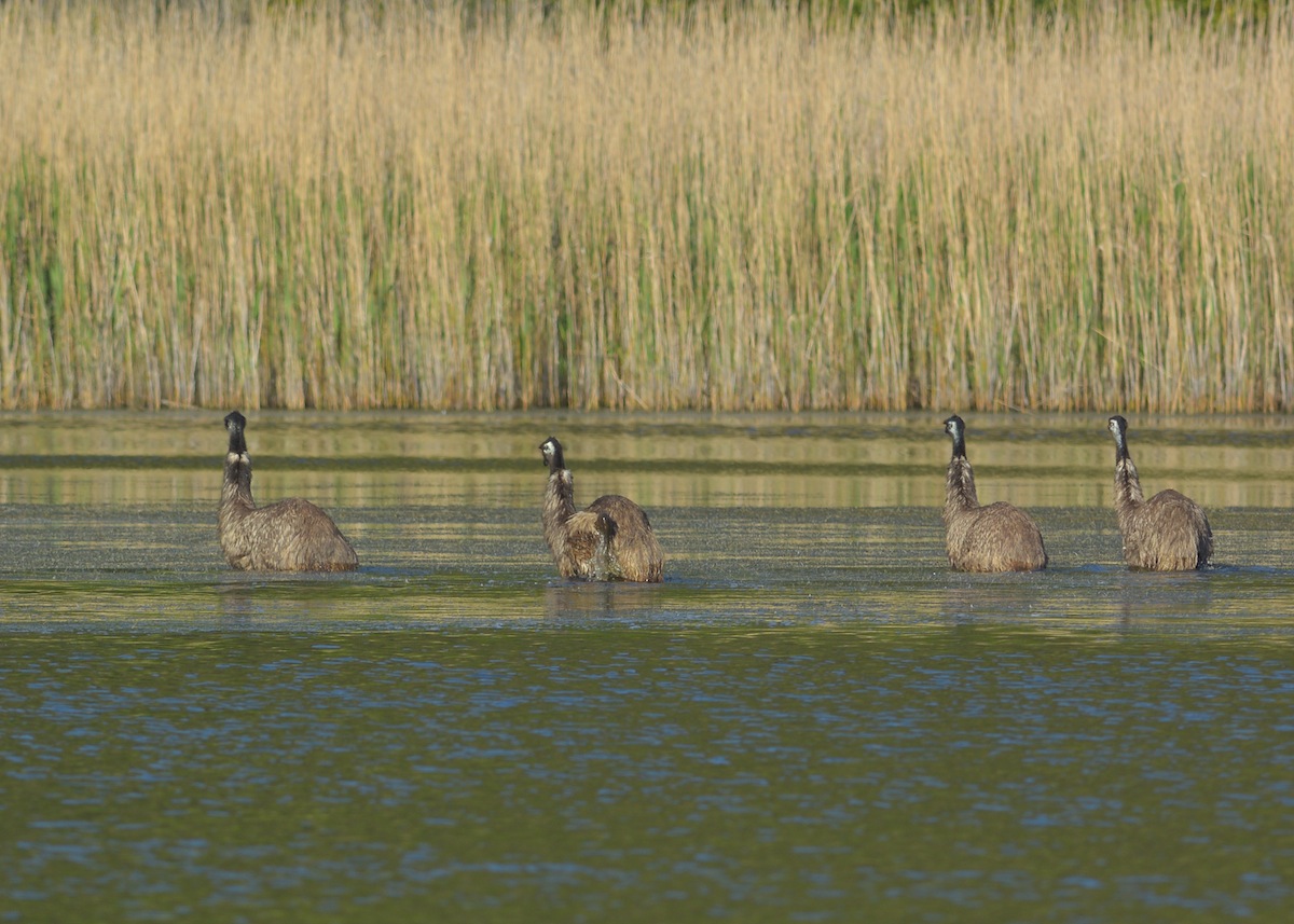 Four Emus tracking across the lake where the water is Emu deep 