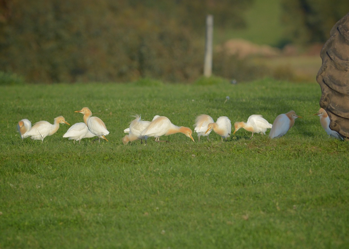 Late afternoon sunshine gracing Cattle Egrets 