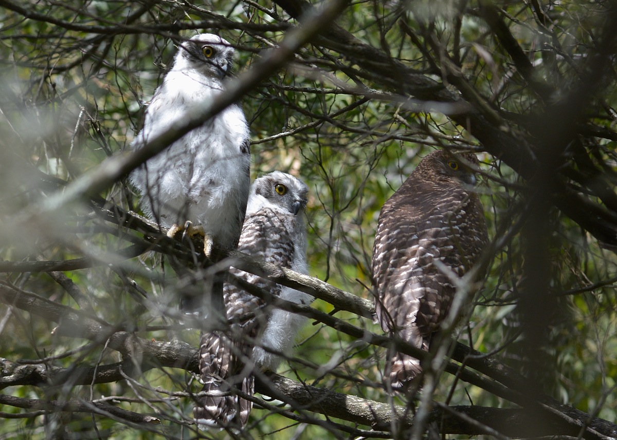 Not one, not two, but three. Doesn't get much better than this.  A family portrait of Powerful Owls 