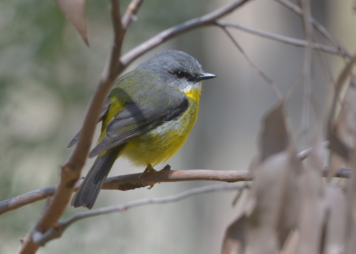 Hard-working and quickly harassed Eastern Yellow Robin parent. 