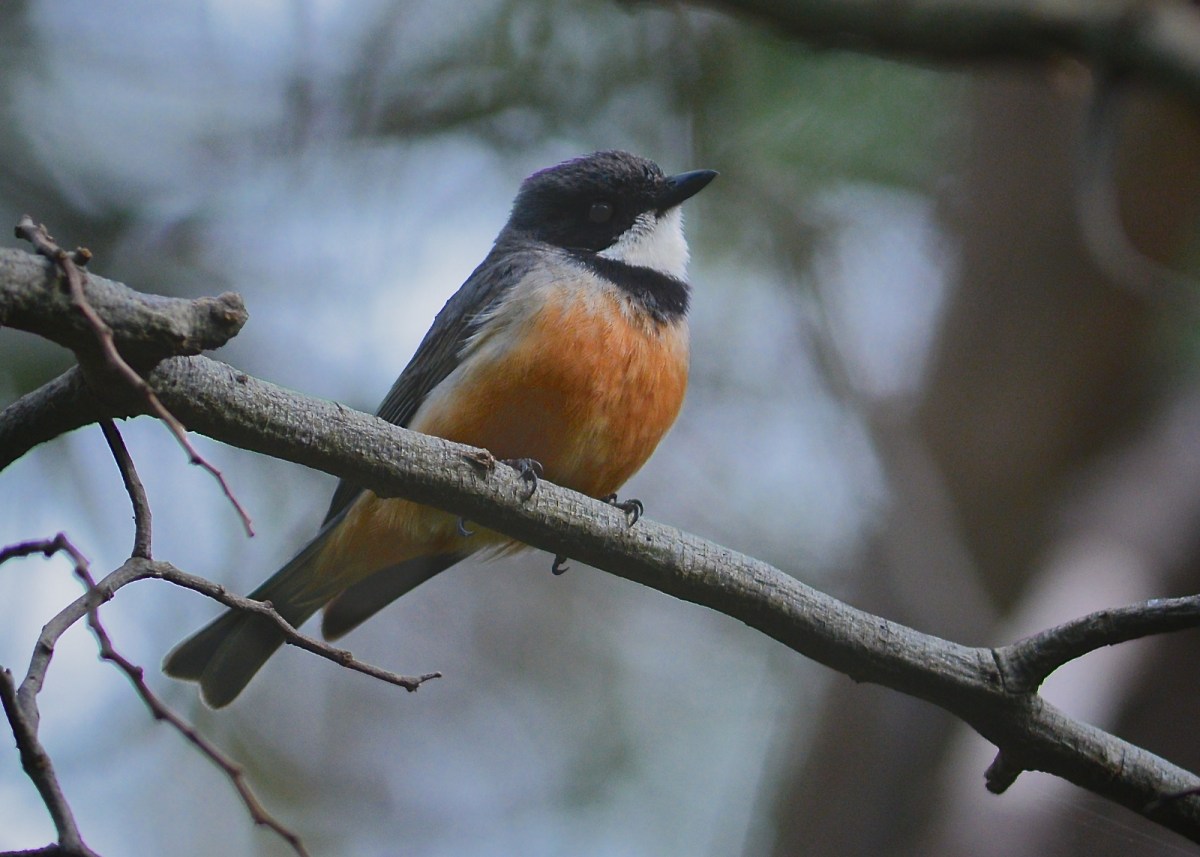 Rufous Whistler