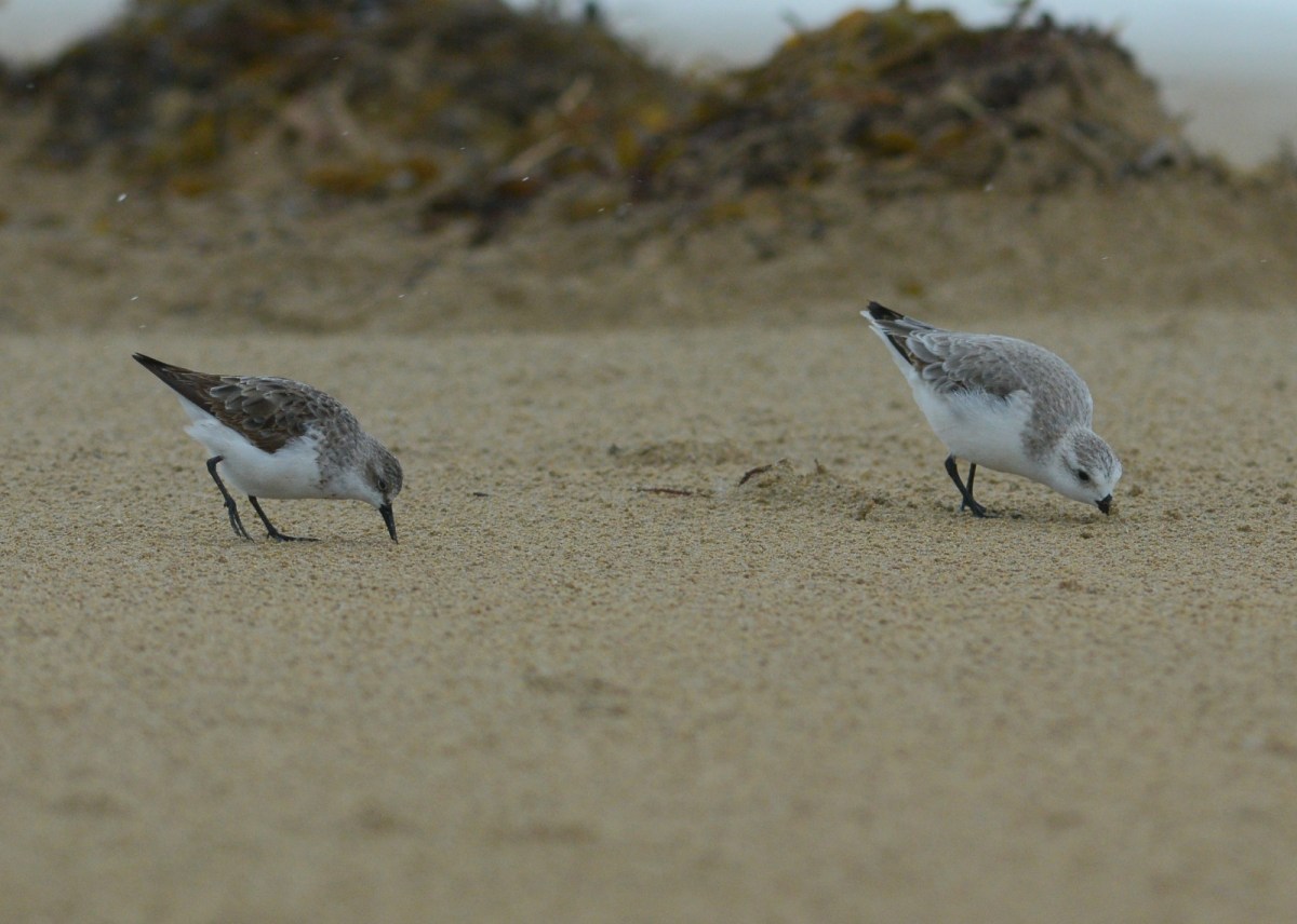 Food handling skills. Some poke, some dig 