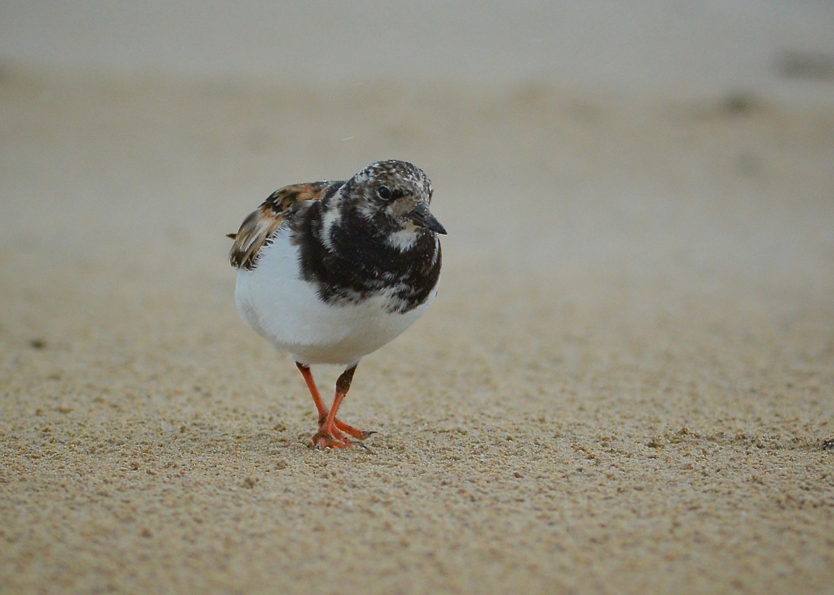 Ruddy Turnstone, in the wind and the rain.