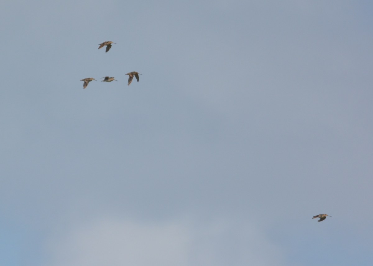 A few of the many Latham's Snipe in Port Fairy