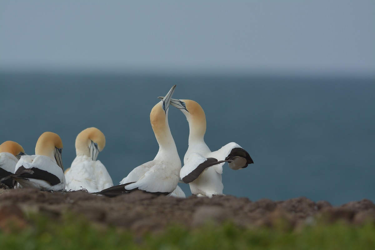 Bonding with the pair.