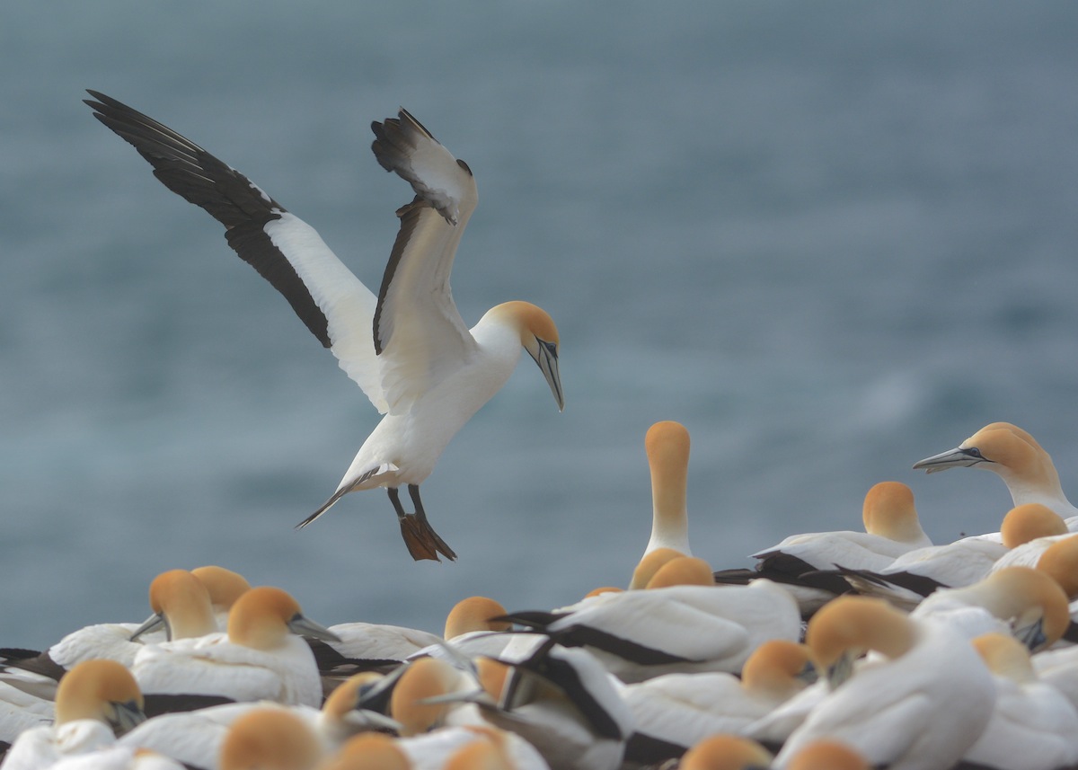 What impressed me was the ability to drop down on to just there right few sq cms