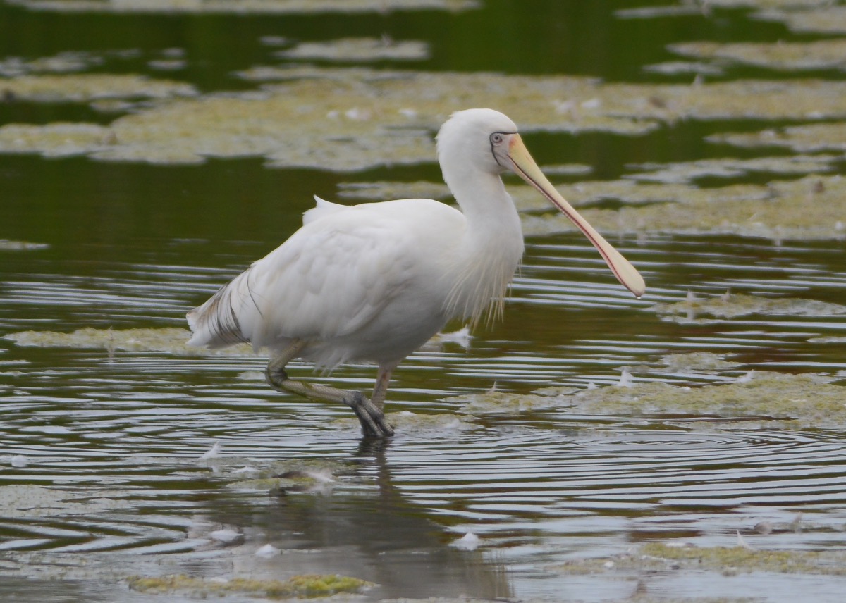 Really soft light helped the Spoonbill shots. 