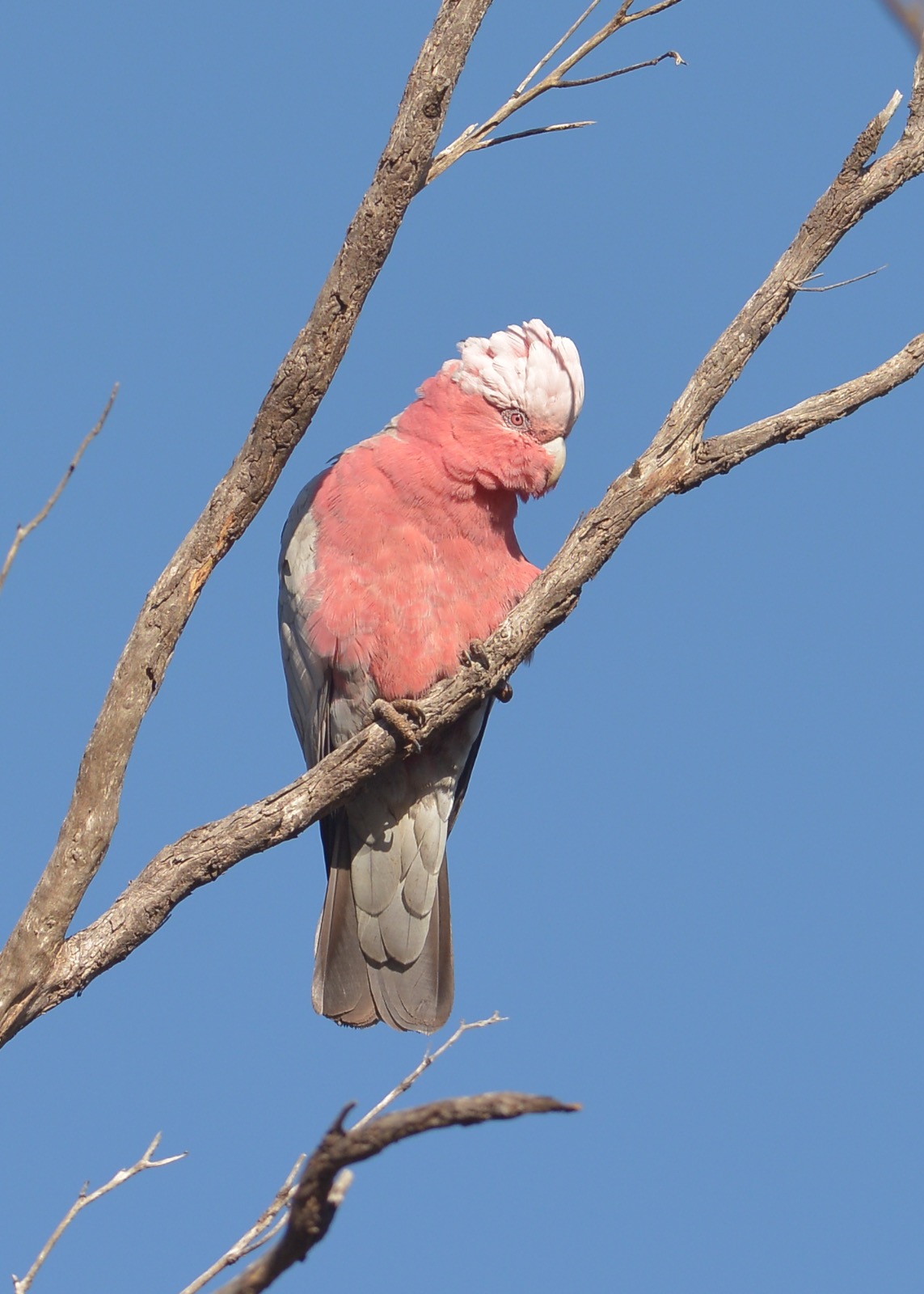 Always a treat in the early morning sunshine. The red eye is the mark of a female. 