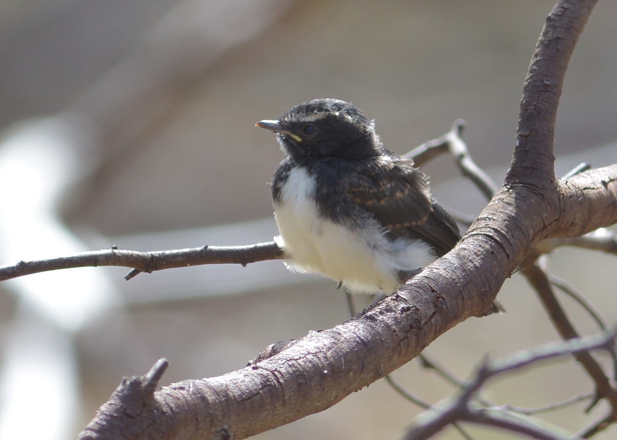 I may be tiny, but one day I'll grow up to be a real Wagtail. 