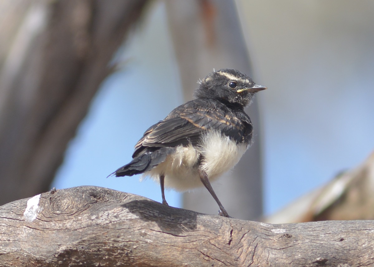 DWJ-1412-18-DSC_3698