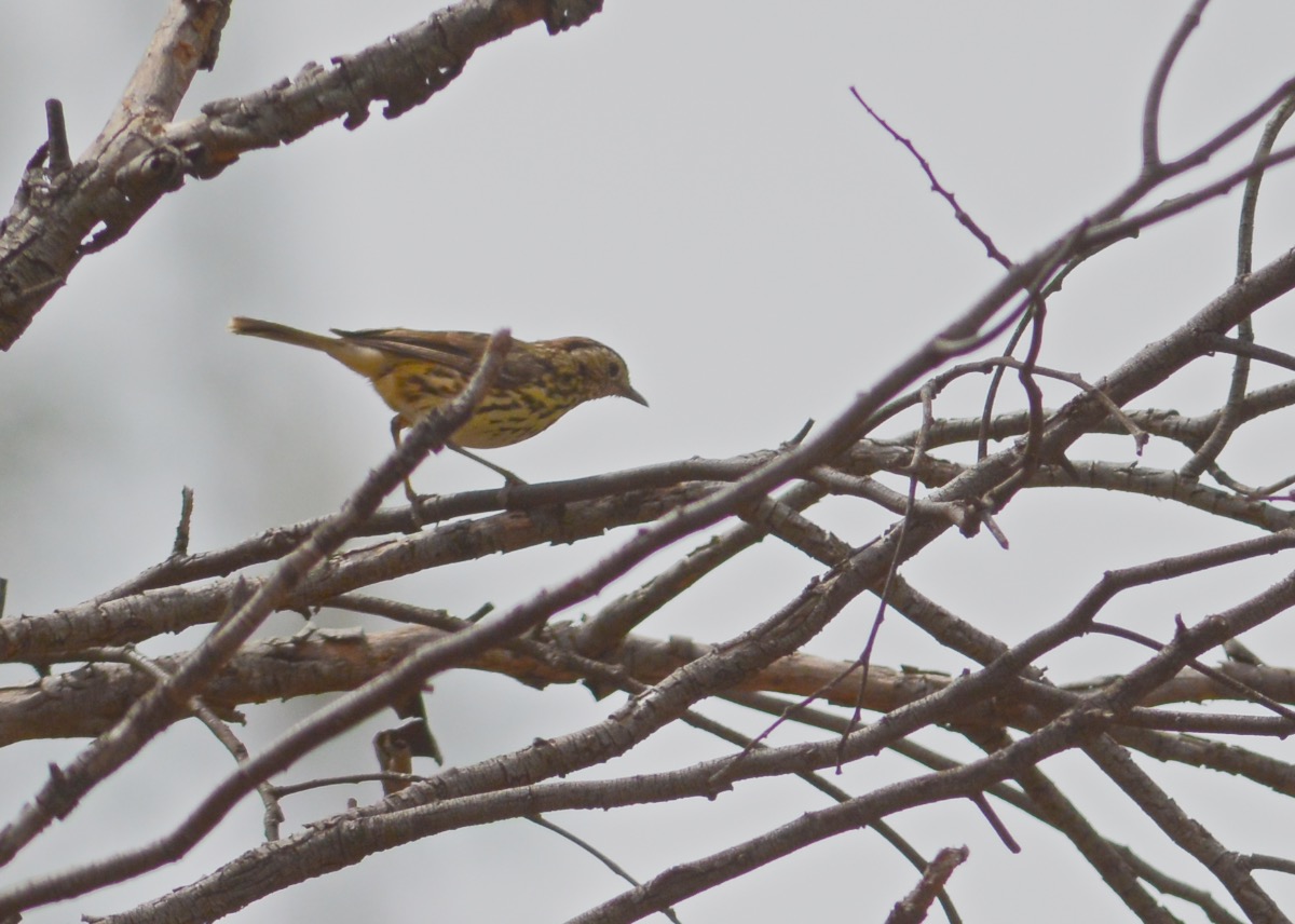 Yes we did see the elusive Speckled Warbler, actually saw a pair. But.... 