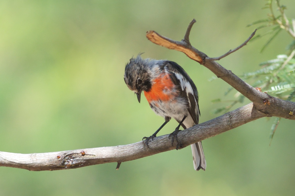 Somehwhere in there is a male Scarlet Robin, just waiting to get out.