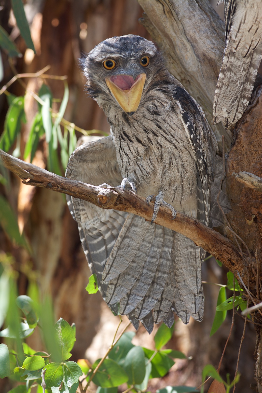 Big wing stretch for a young bird 