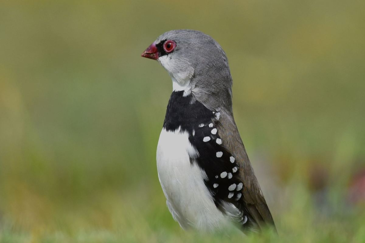 Mr Alert. Watching an approaching golf dude.  