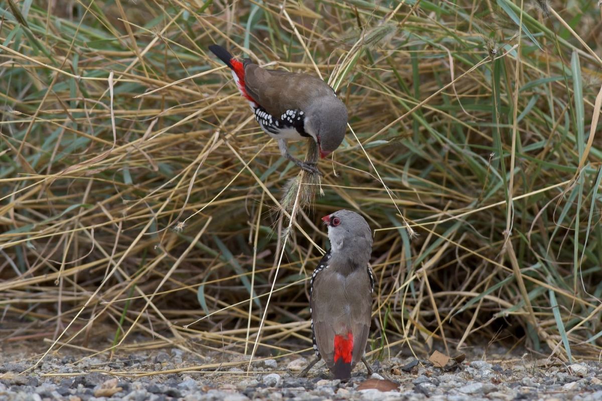 These two worked as a double act to get the most from the seed heads 