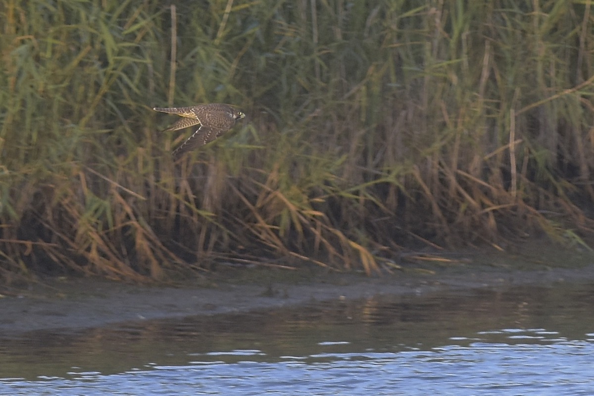 First run along the water line.