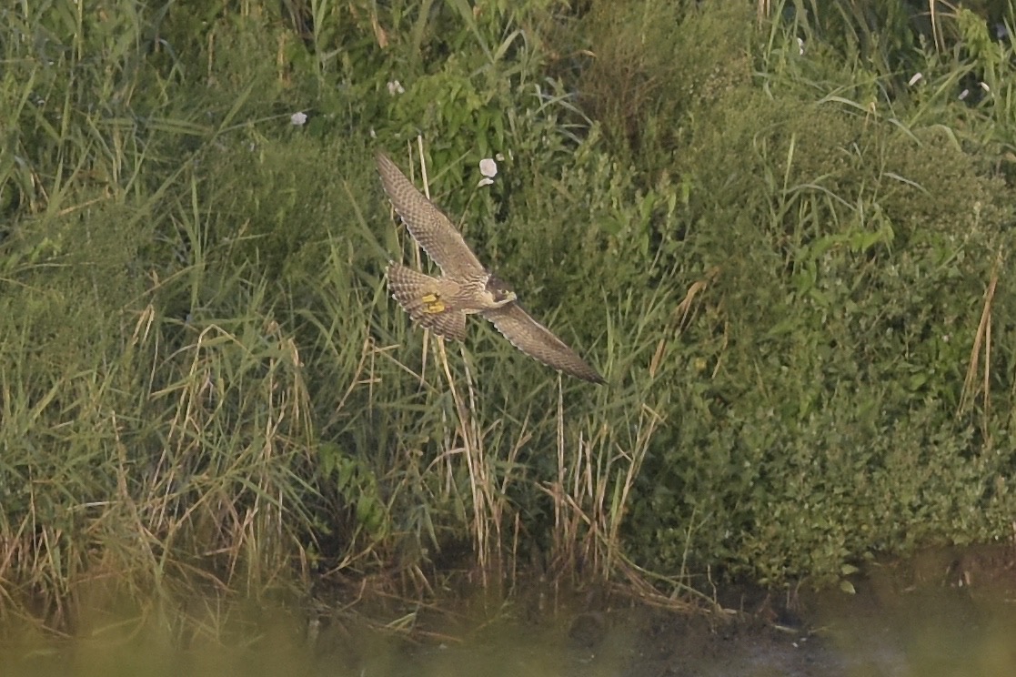 Away we go down the reeds again.