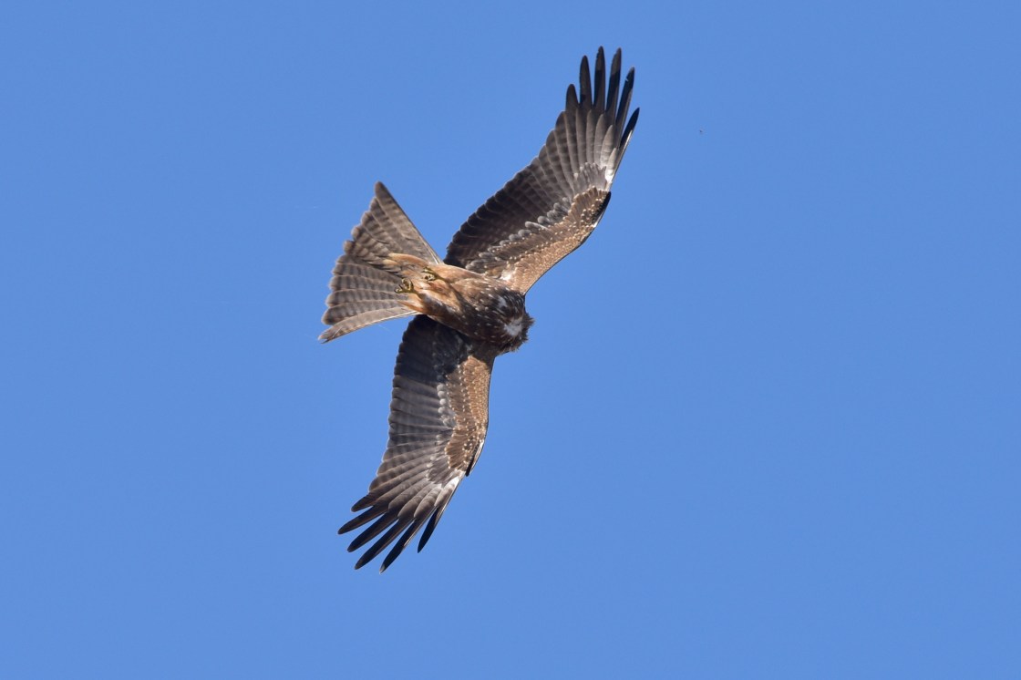 DWJ-1504-30-_DWJ6410