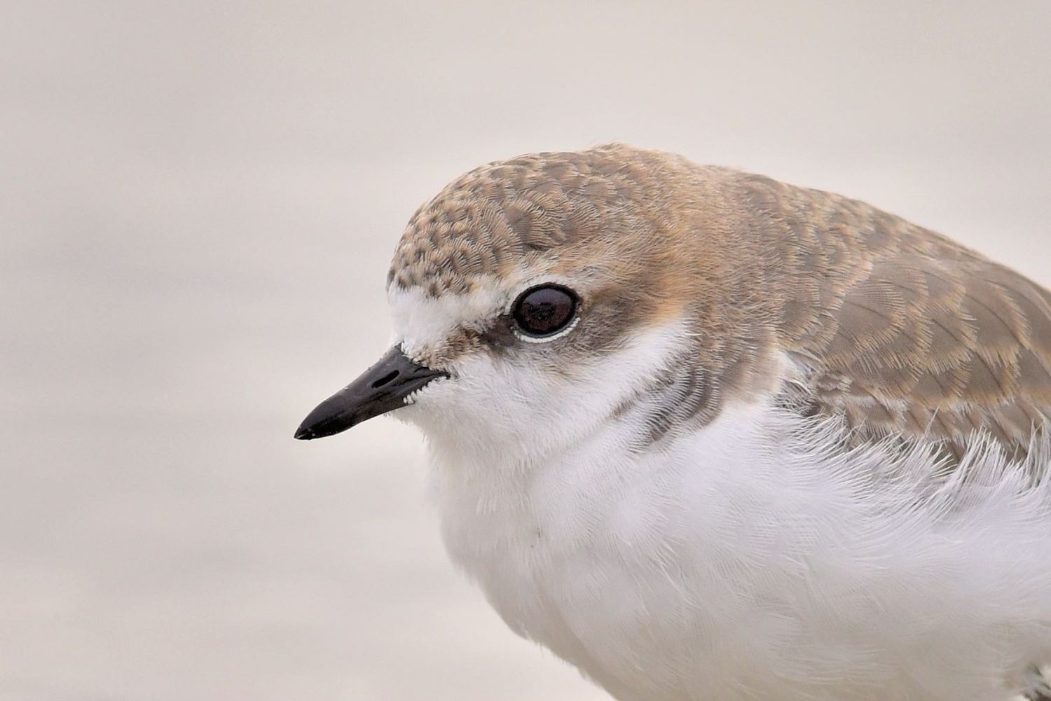 Red-capped Plover, female.  Several of these working on the mudflats on the most overcast of days. 