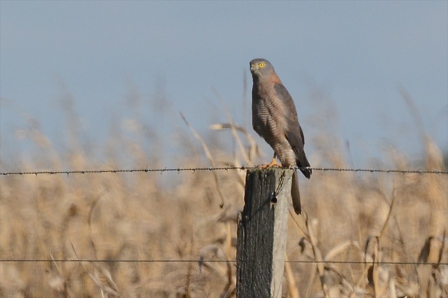 First time I've ever seen a Goshawk just sitting. 
