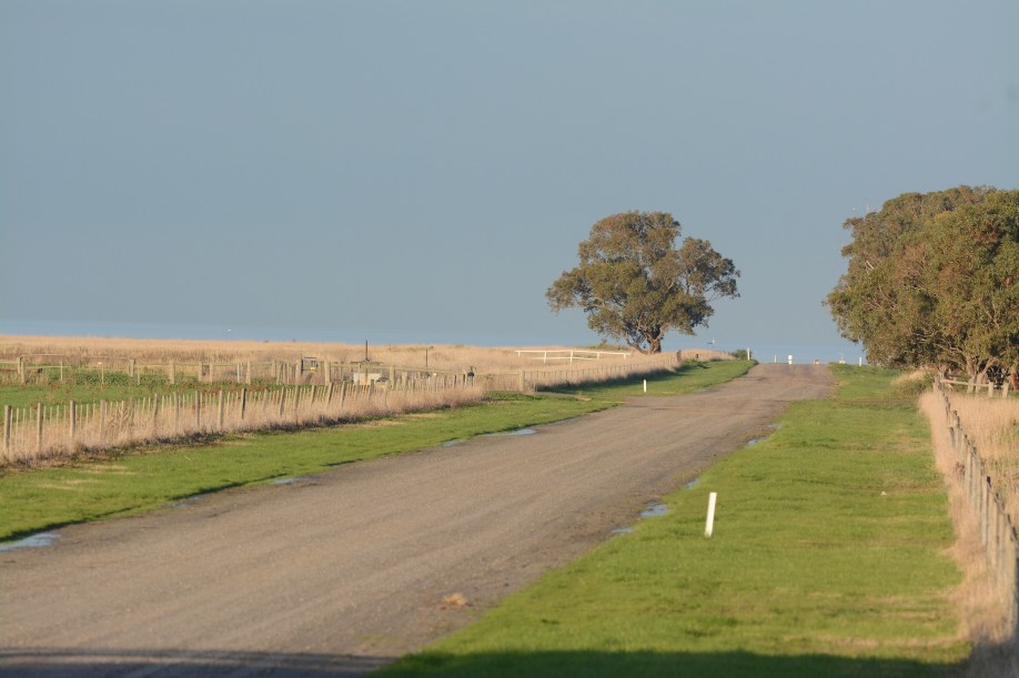 Raptor Alley. The Beach Road looking toward the bay. The sharp eyed might even note a Black-shouldered Kite high on the rhs tree 