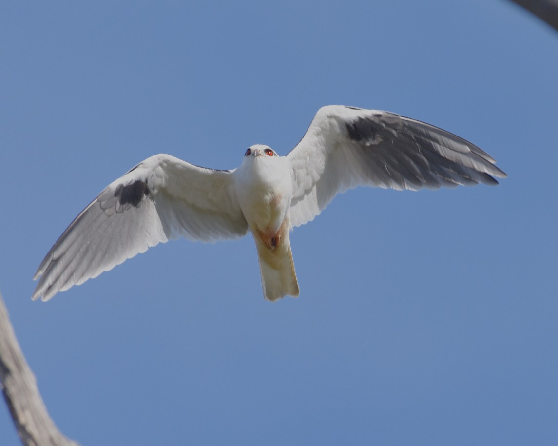 Taking a spell from hunting 