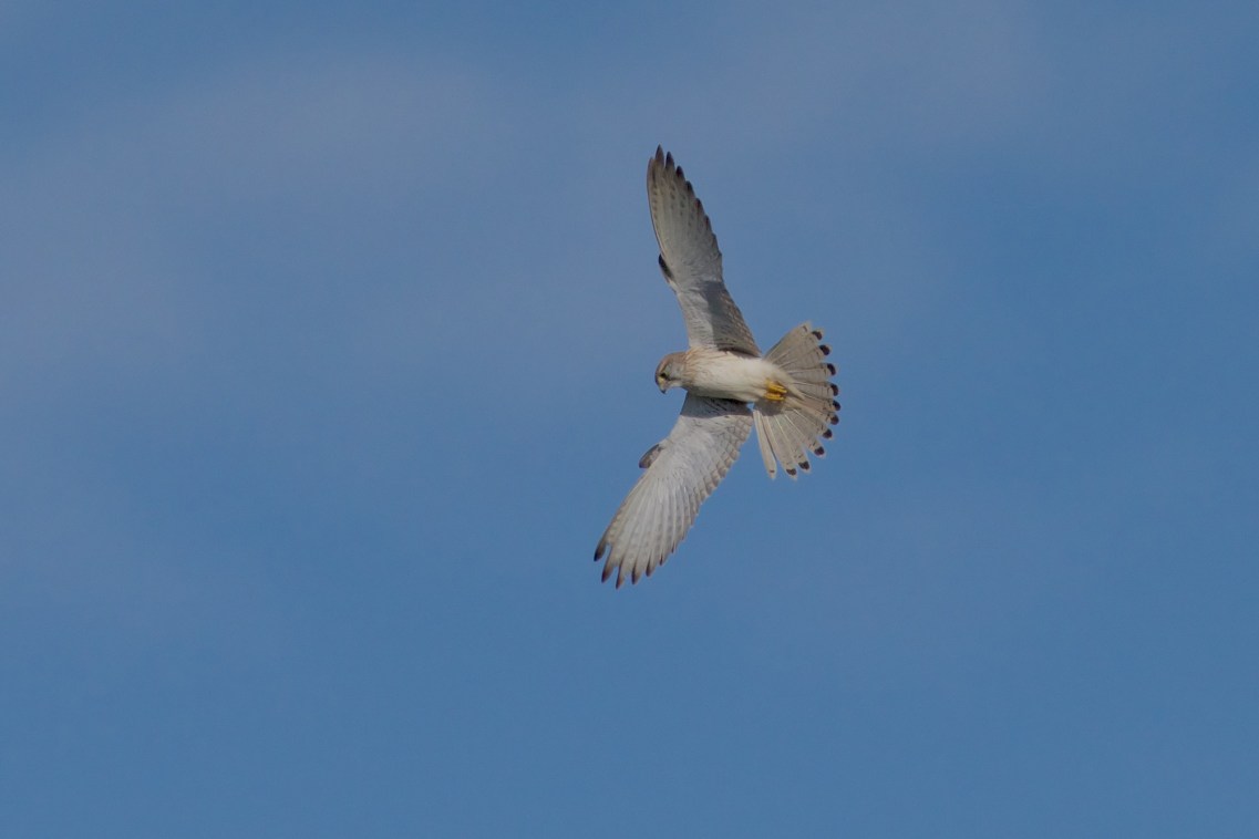 Delightful to watch them in the air 