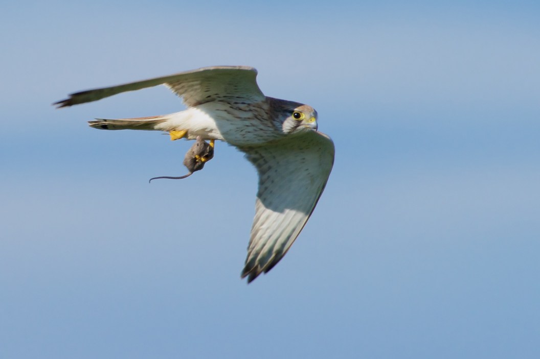 Australian Kestrel with an afternoon snack