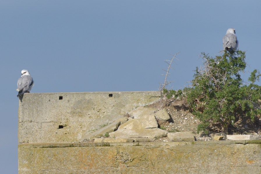 Pair of Black-shouldered Kites resting together 