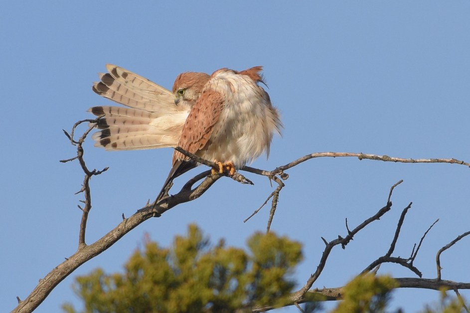 Australian Kestrel, tail preening in the sunshine 