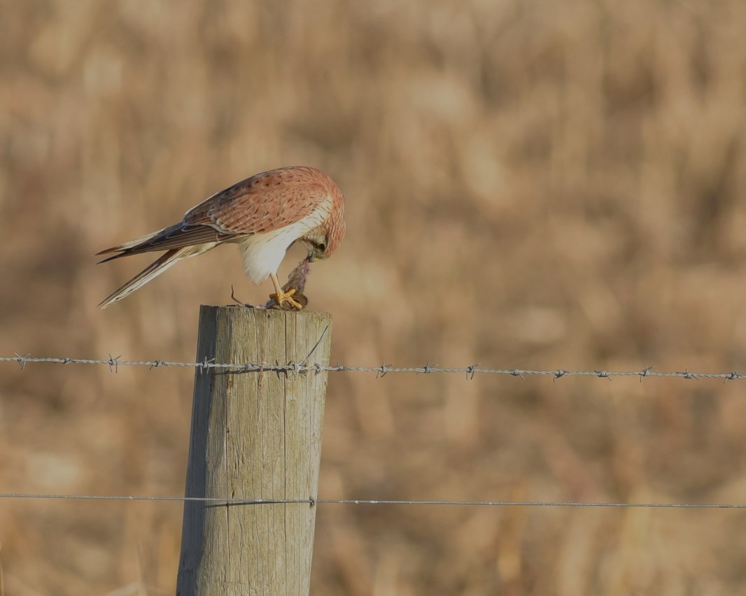 How tough is this mouse 