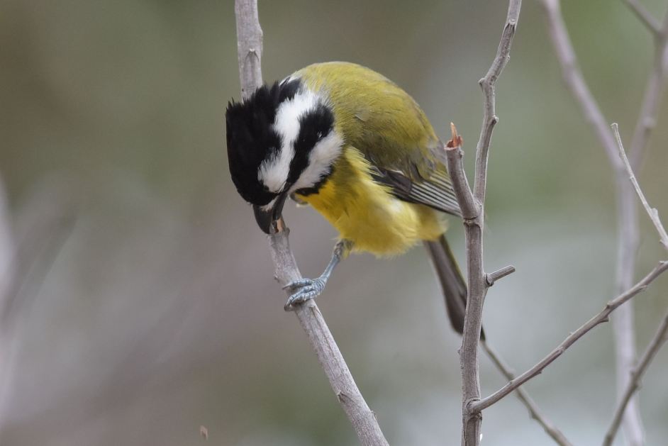 I have no idea how it knows that there is a grub inside that branch.
