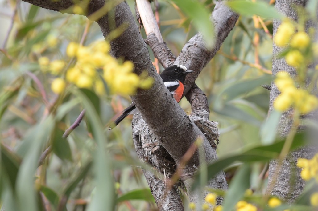 The site inspector came by to offer some food topup, and to handle any technical questions. 