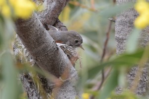 Its all bound together with spider web which she brings in around her beak, head and wings. Its then a matter of wiping it all into the correct place. 