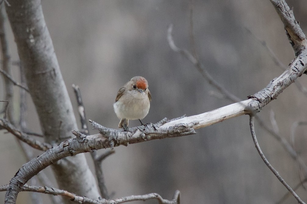Red-capped Robin Female