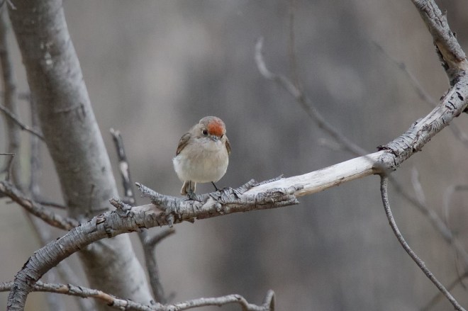Red-capped Robin Female