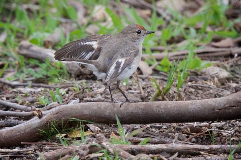 It certainly gives a great look at the wing patterning 