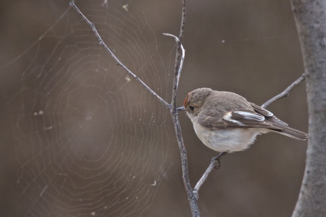 How about I pose here by the spider web. Yes, but turn around a bit more. Oh.