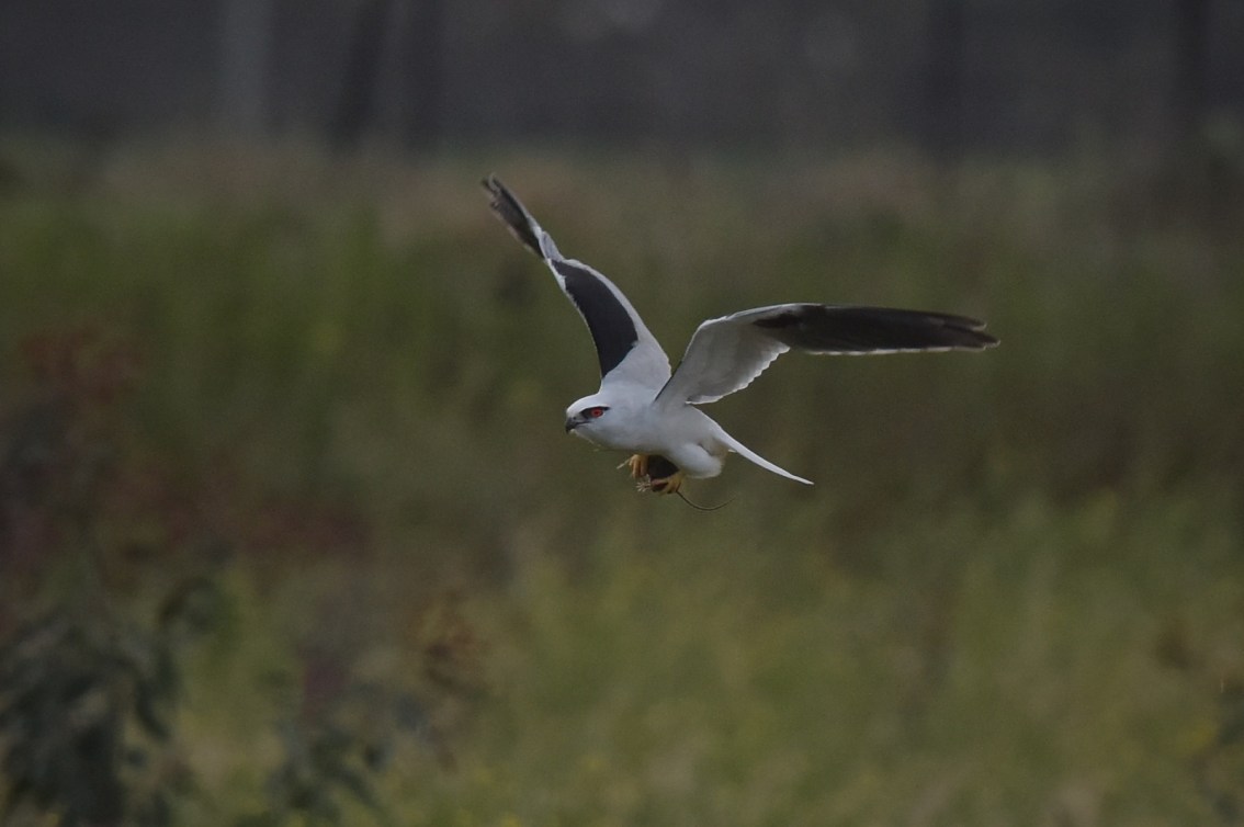 Tucking up the mouse