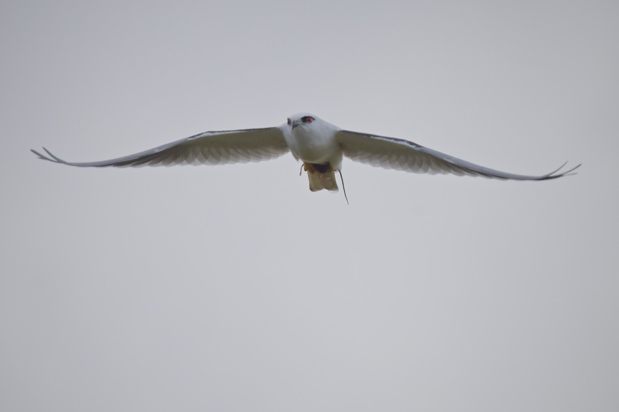 Oh, Kitty, where are you, Kitty, Kitty.